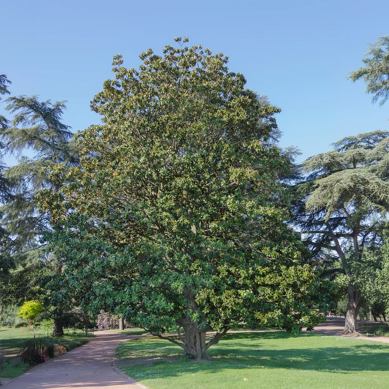 Magnolia grandiflora Alta