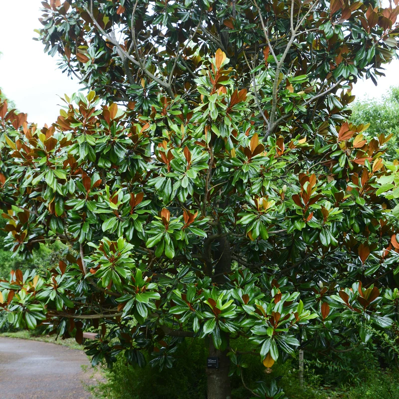 Magnolia grandiflora Alta