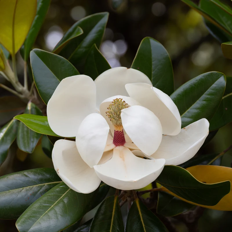 Magnolia grandiflora Alta