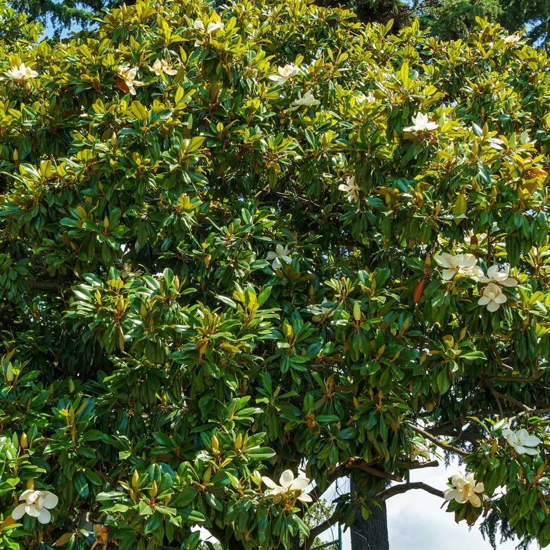 Magnolia grandiflora Alta