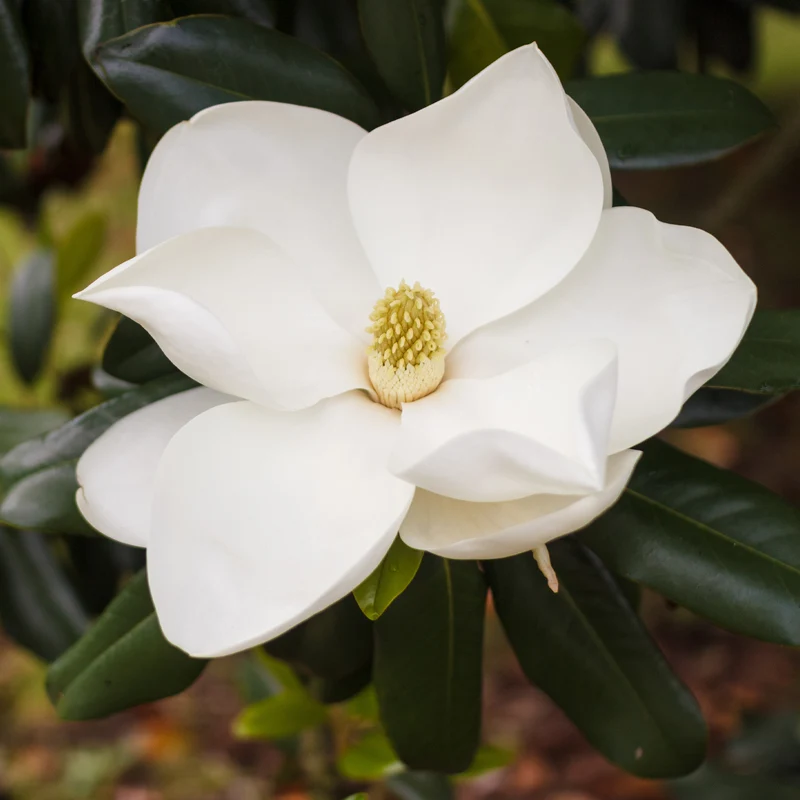 Magnolia grandiflora Alta