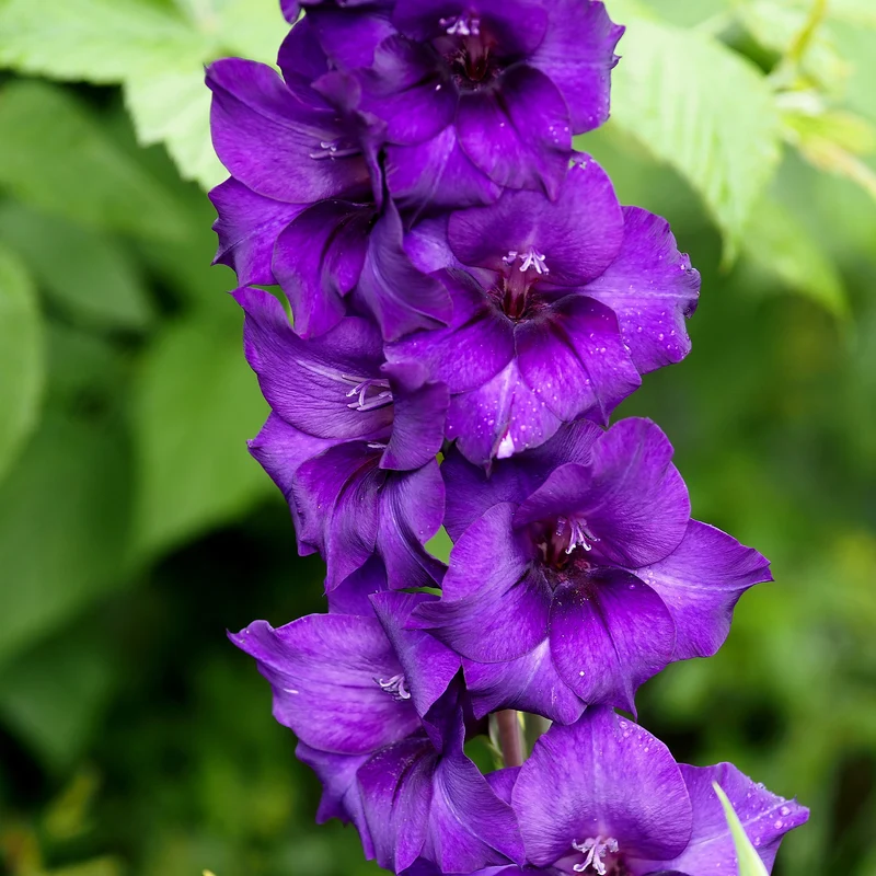 Glaïeul Purple Flora