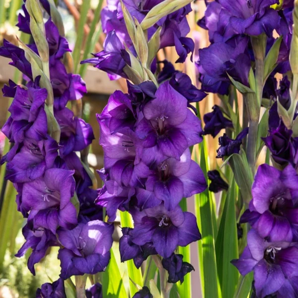 Glaïeul Purple Flora
