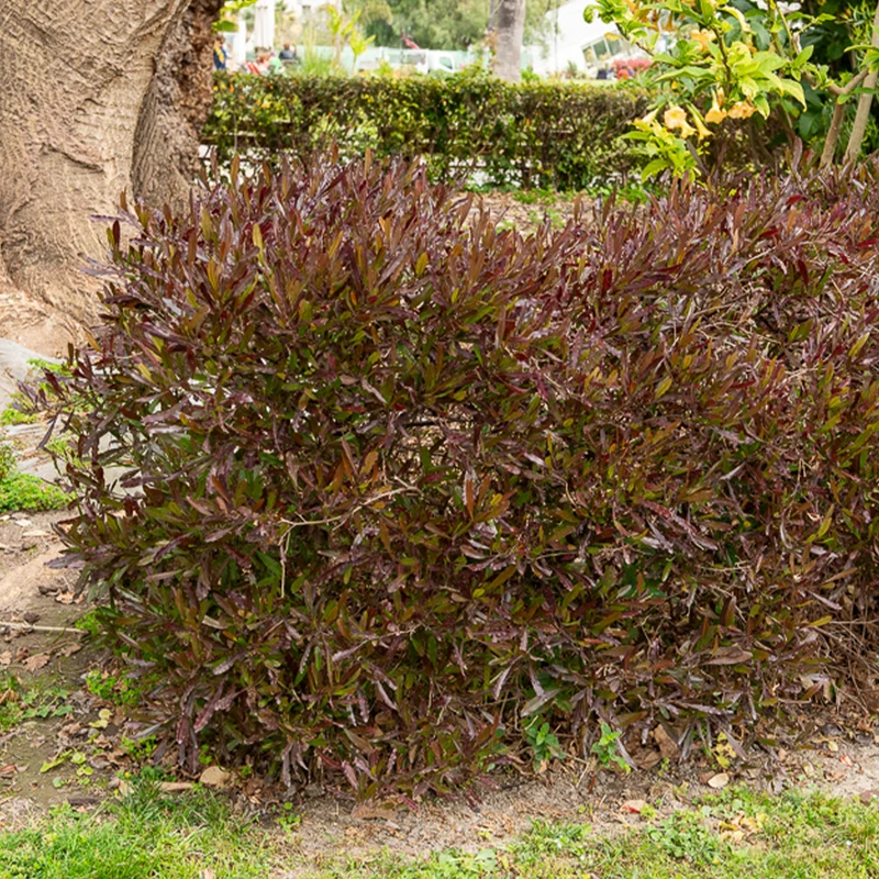 Dodonaea viscosa Purpurea