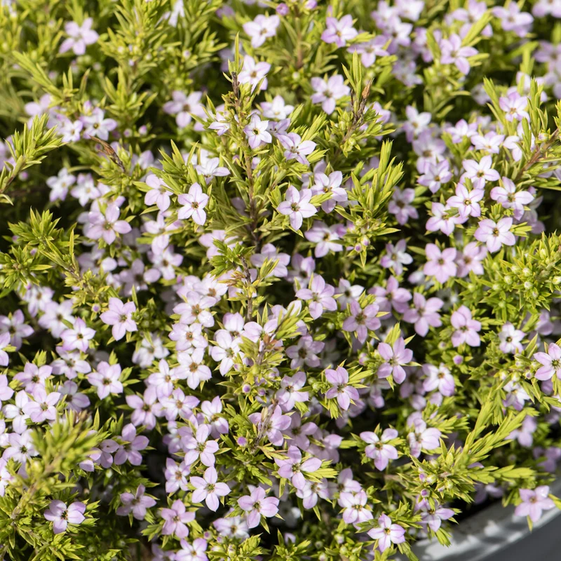 Diosma Sunset Gold - Plante du pêcheur