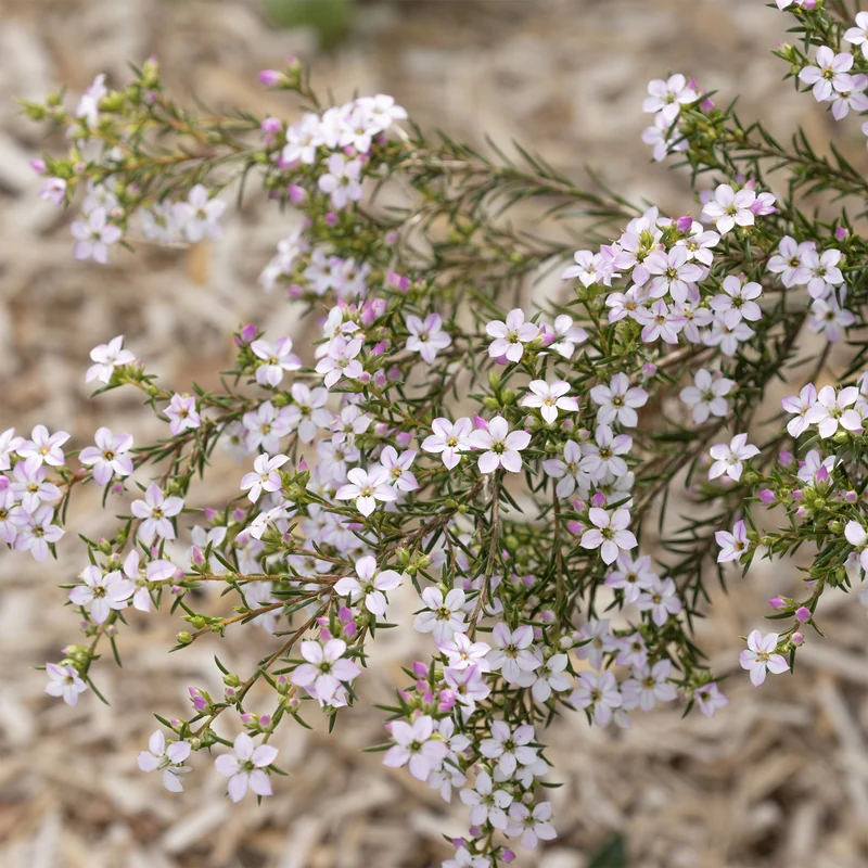 Diosma - Plante du pêcheur