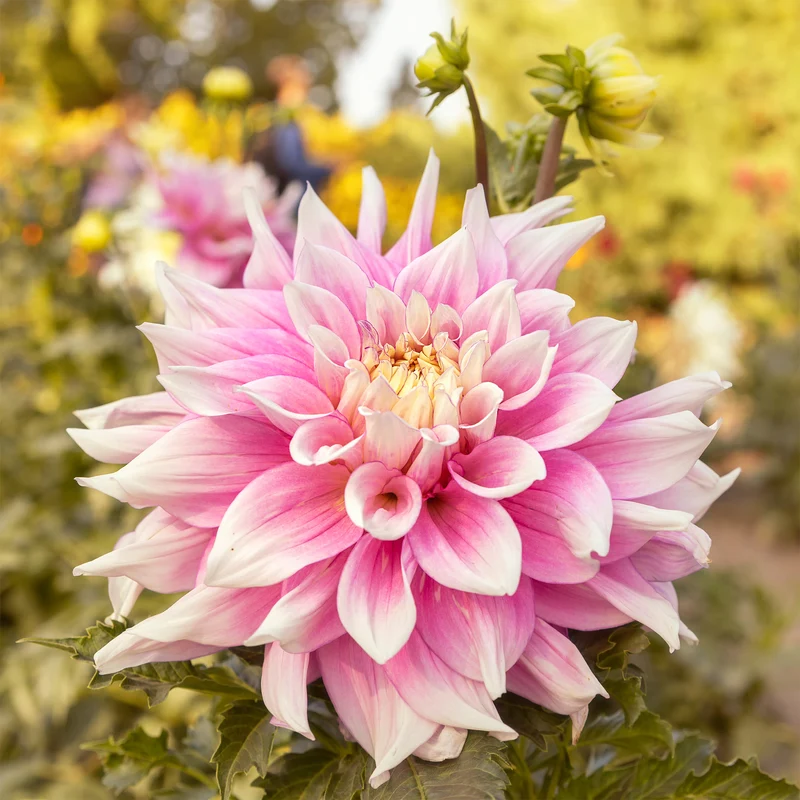 Dahlia à grandes fleurs Break Out