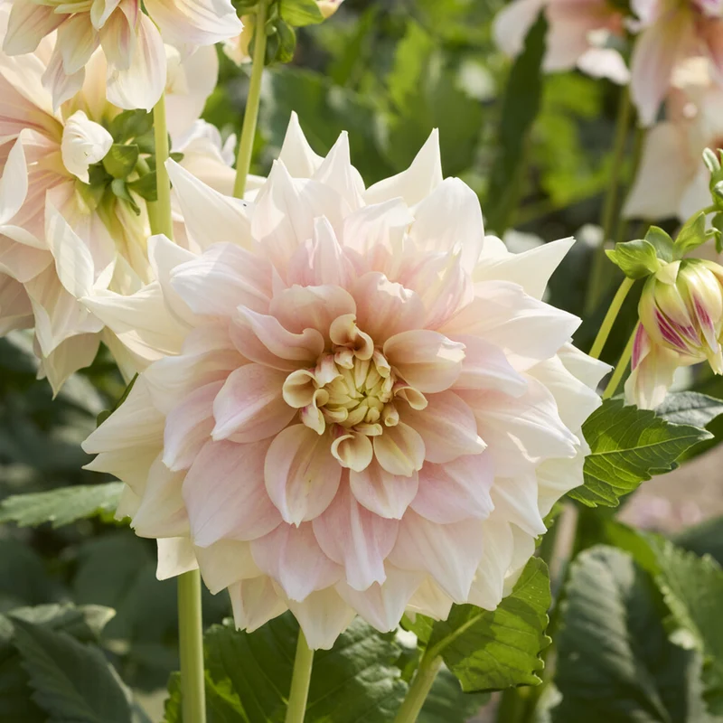 Dahlia à grandes fleurs Break Out