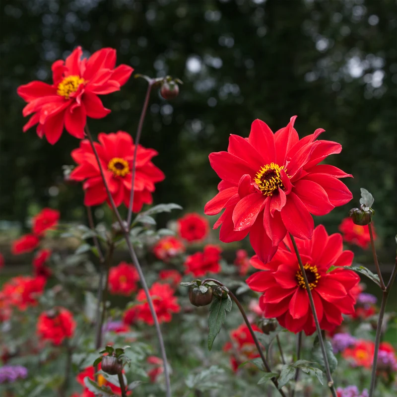 Dahlia Bishop of Llandaff