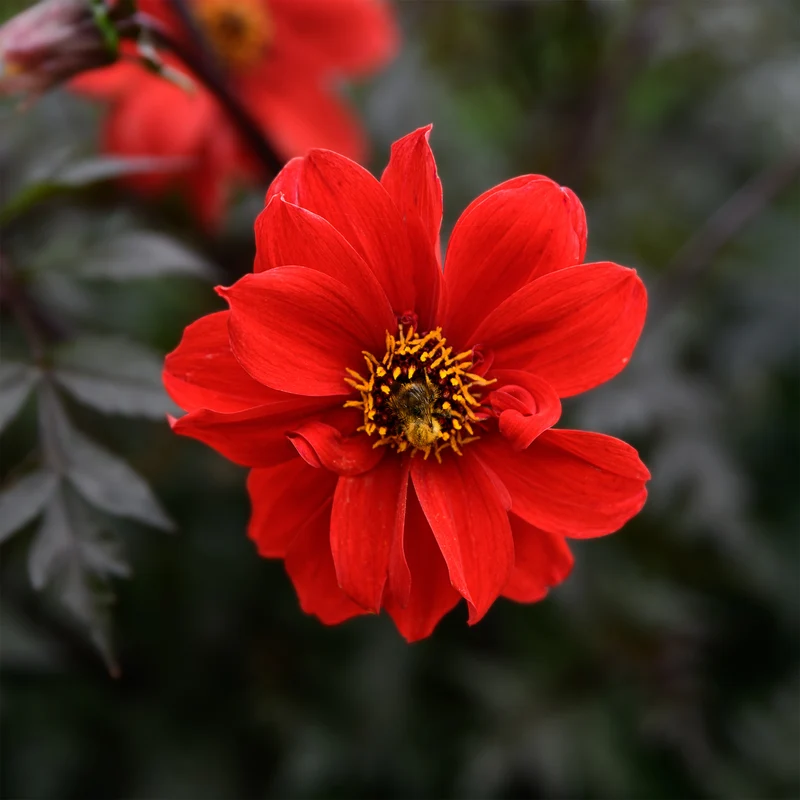 Dahlia Bishop of Llandaff