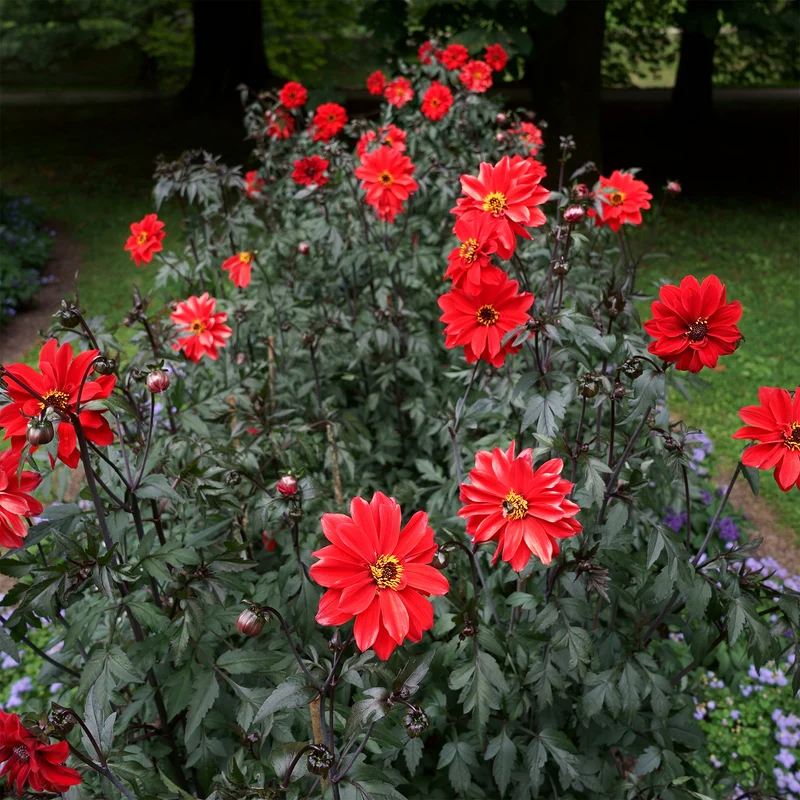 Dahlia Bishop of Llandaff