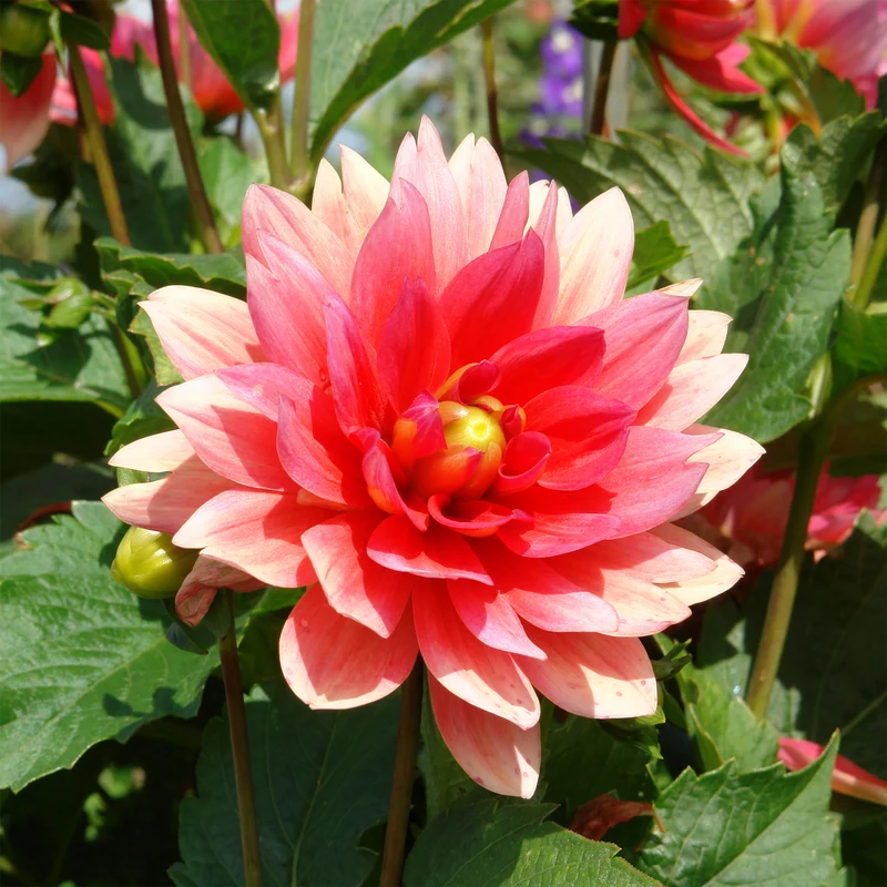 Dahlia nain Berliner Kleene