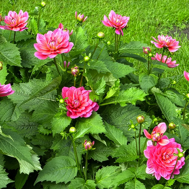 Dahlia nain Berliner Kleene