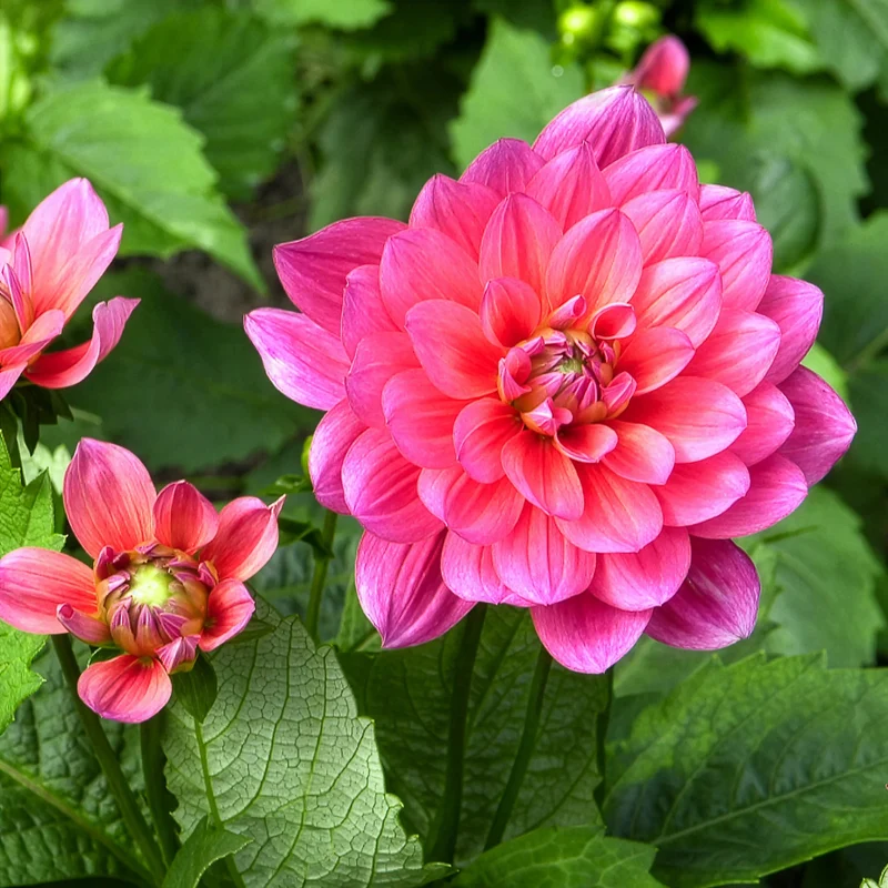 Dahlia nain Berliner Kleene