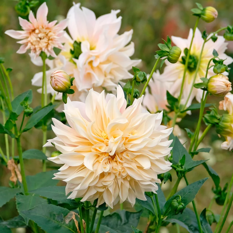 3 Dahlias géant Café au Lait