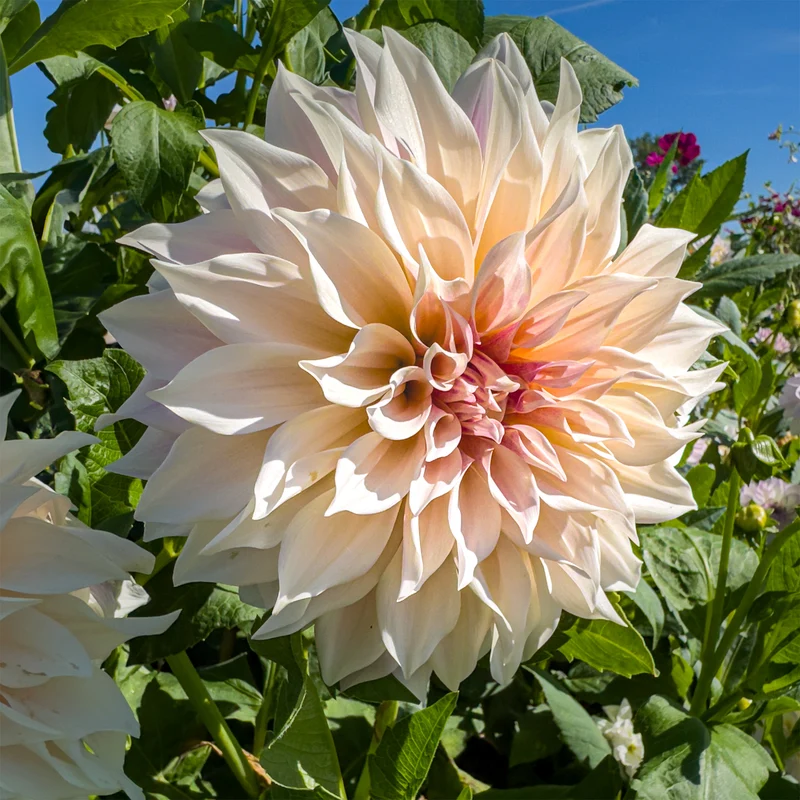 3 Dahlias géant Café au Lait