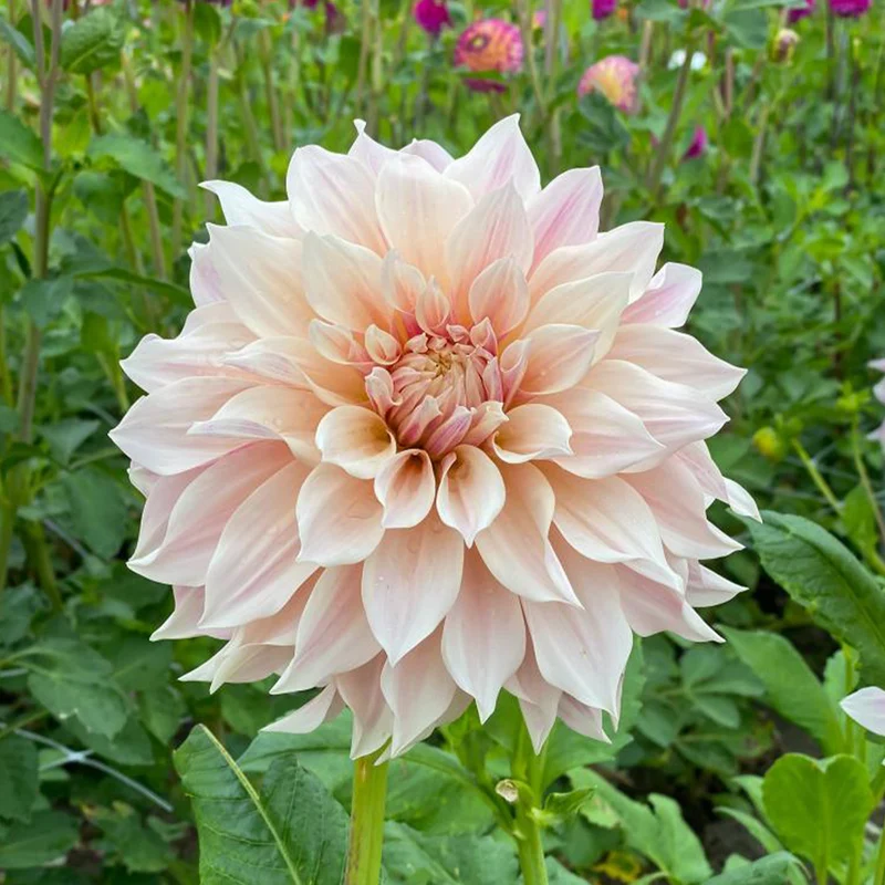 3 Dahlias géant Café au Lait