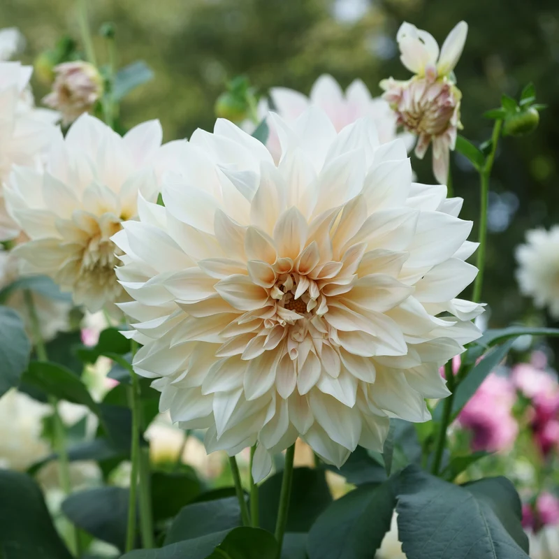 3 Dahlias géant Café au Lait