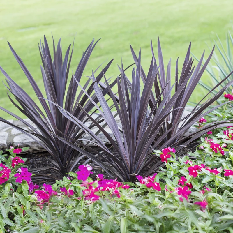 Cordyline australis Red Sensation®