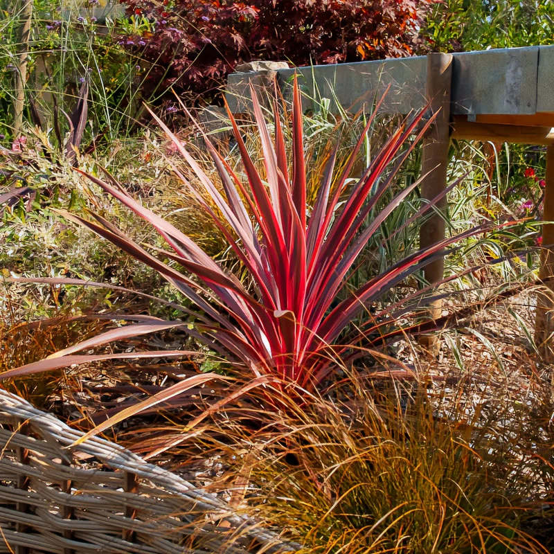 Cordyline australis Pink Passion®