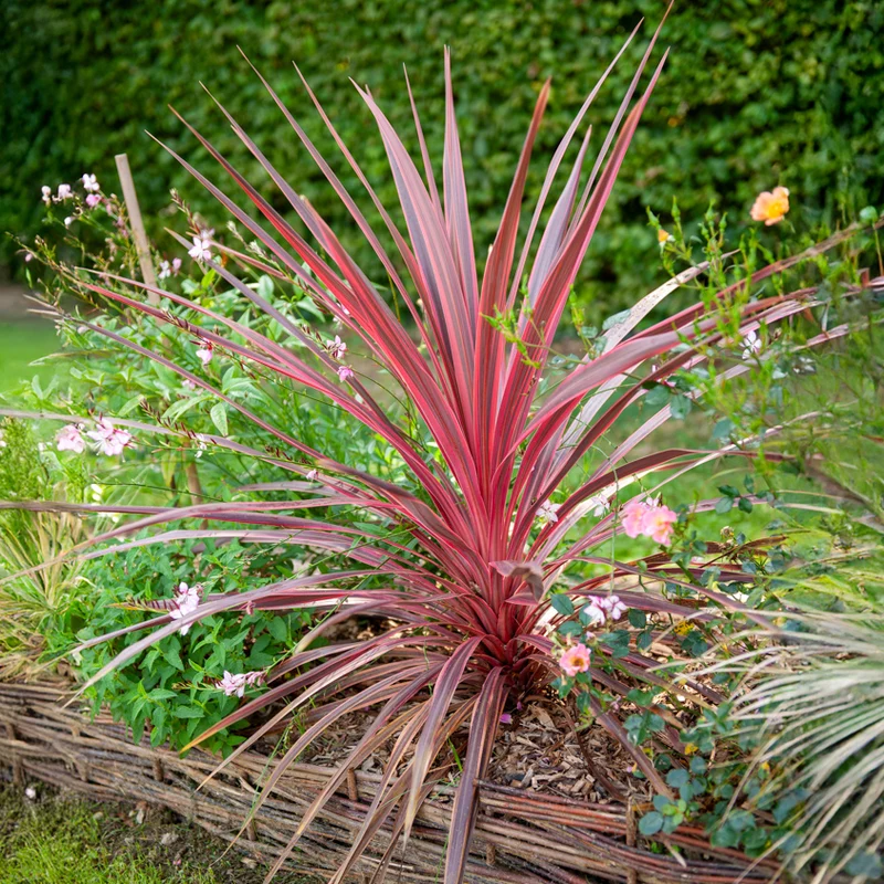 Cordyline australis Pink Passion®