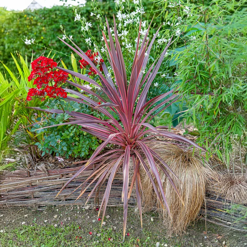 Cordyline australis Pink Passion®