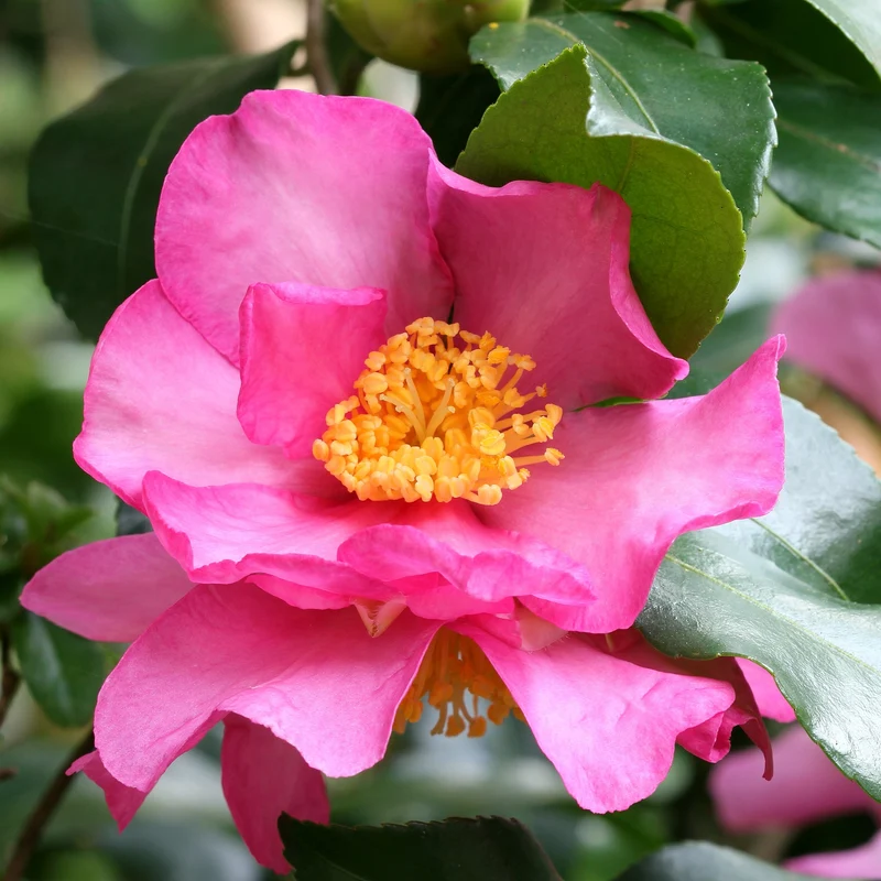 Camélia d'automne