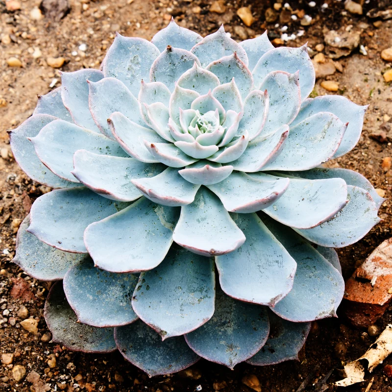 Echeveria pearl von Nuernberg