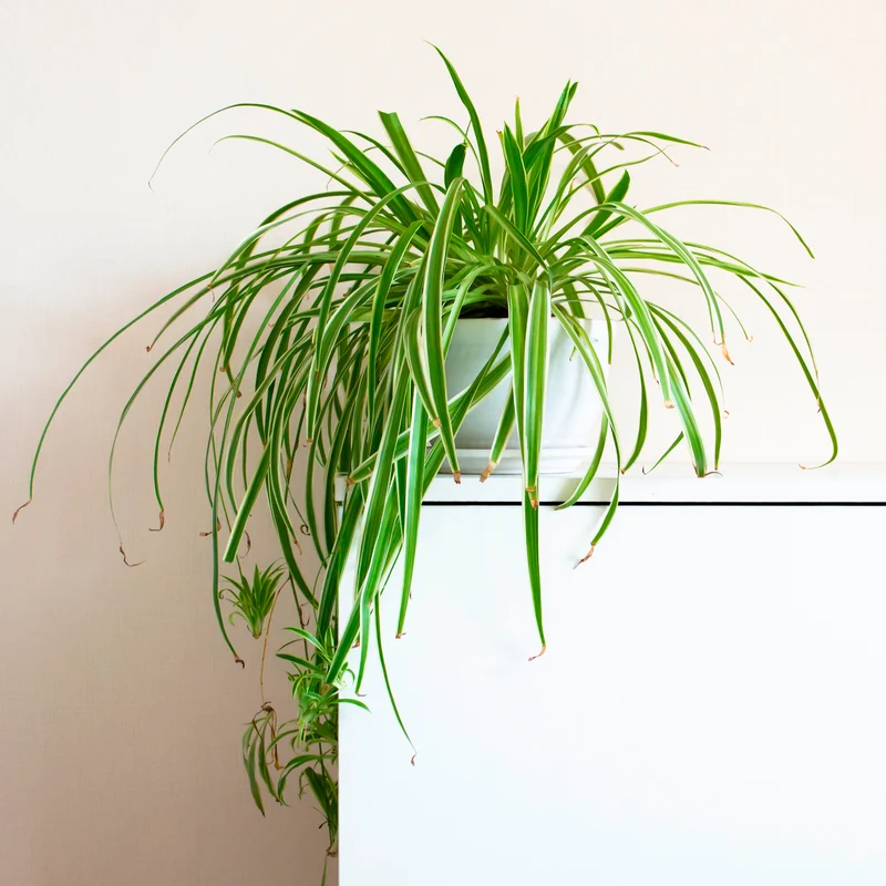 Chlorophytum comosum Vittatum