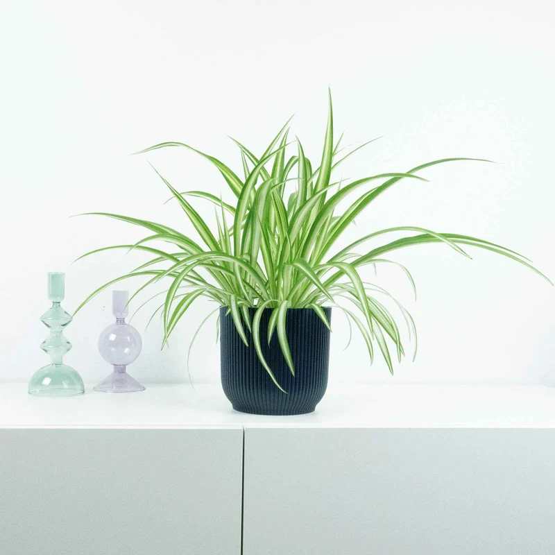 Chlorophytum comosum Vittatum