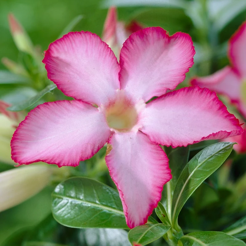 Rose du désert