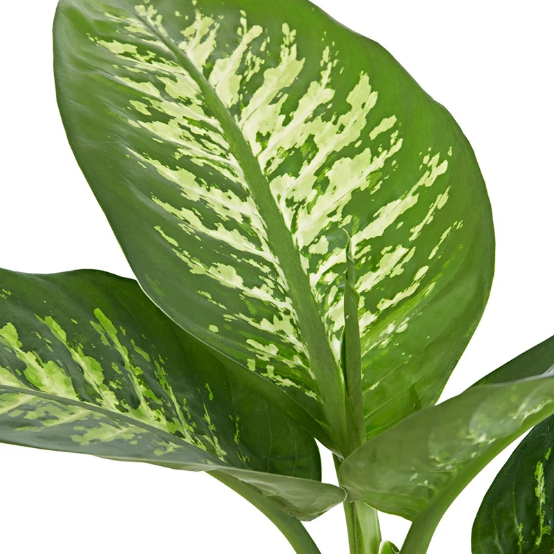 Dieffenbachia Tropic Snow