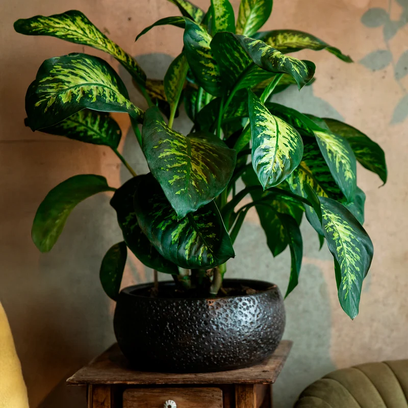 Dieffenbachia Tropic Snow