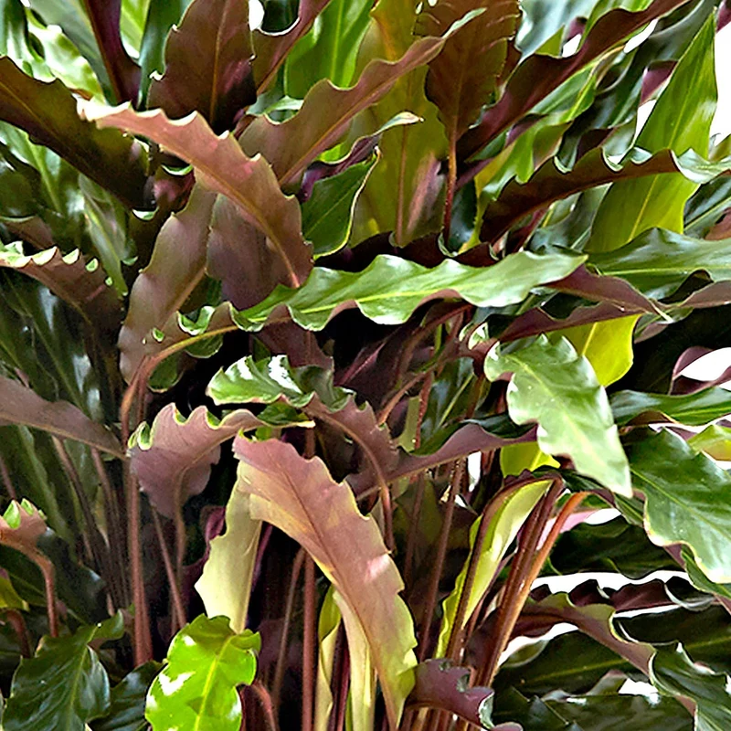 Calathéa Rufibarba Elger Grass