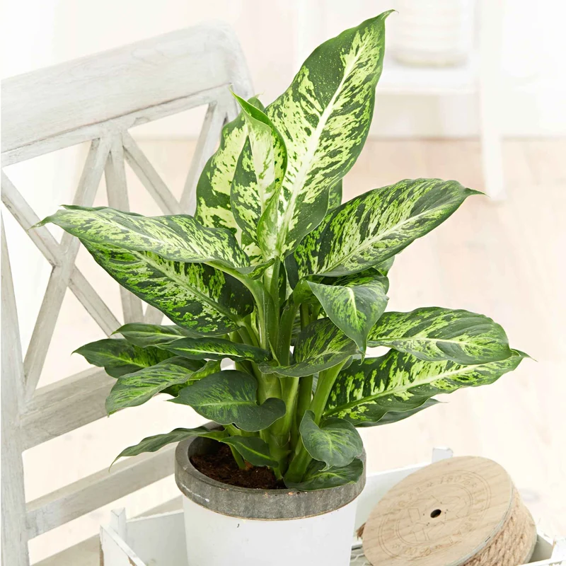 Dieffenbachia Sublime
