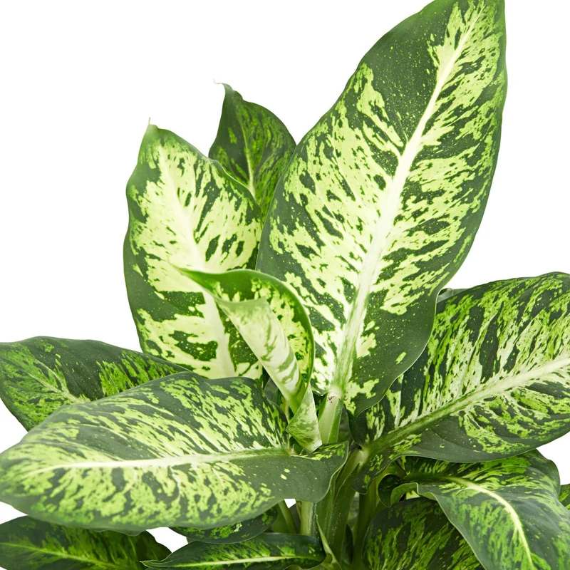 Dieffenbachia Sublime