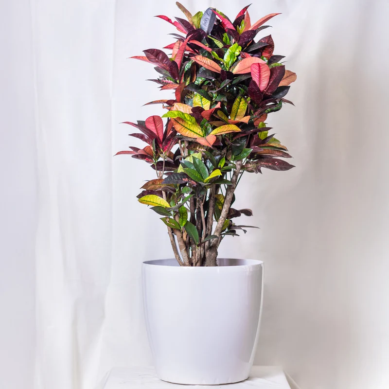 Croton Mrs. Iceton