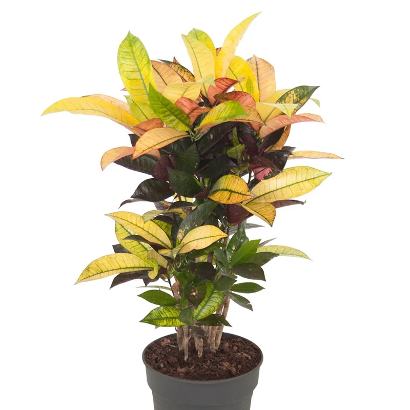 Croton Mrs. Iceton