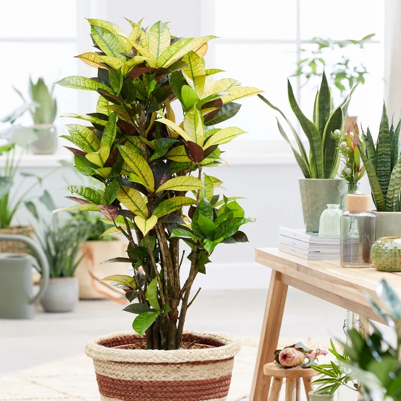 Croton Mrs. Iceton