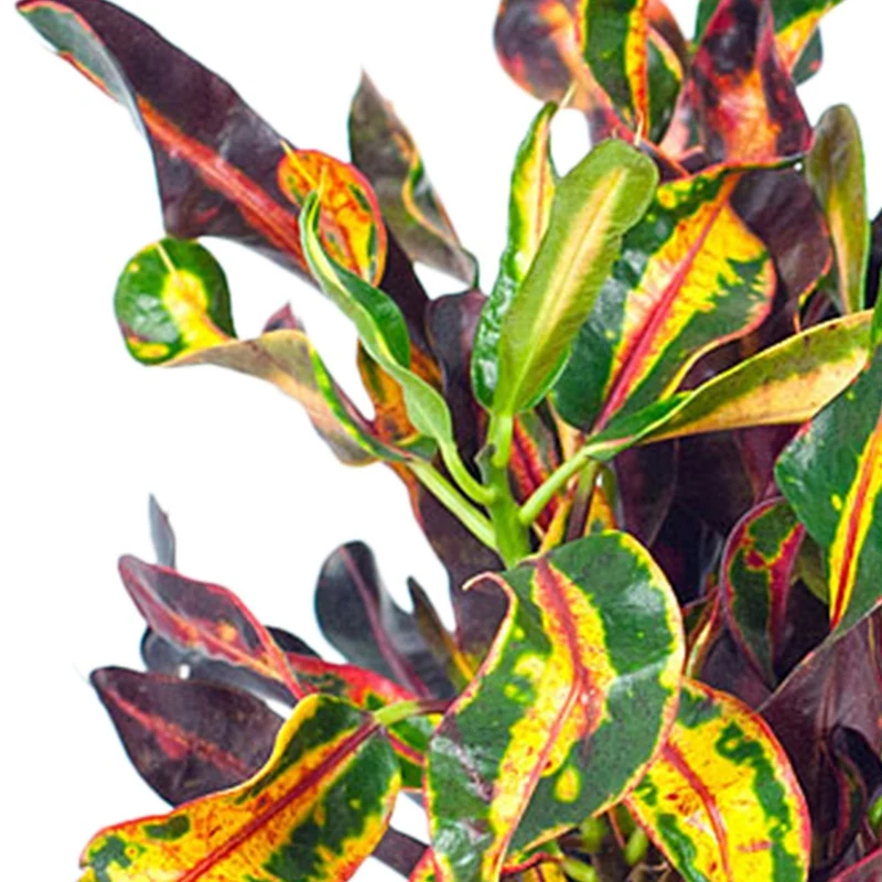 Croton Mammi