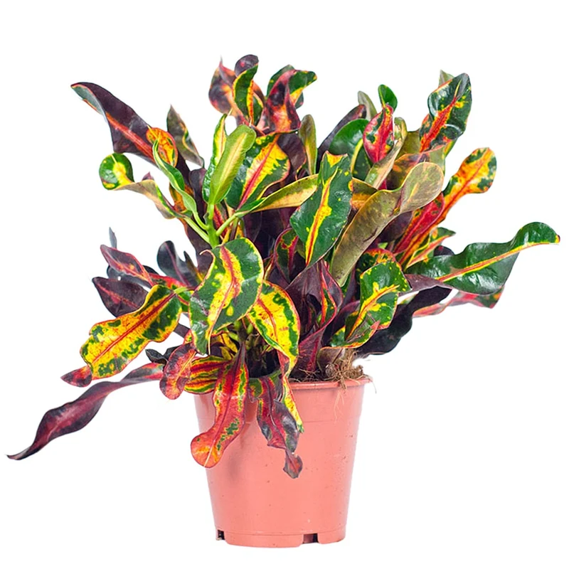 Croton Mammi