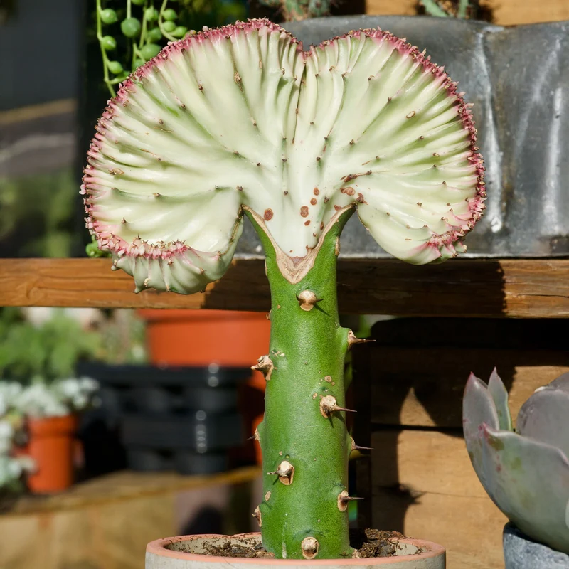 Euphorbe lactée
