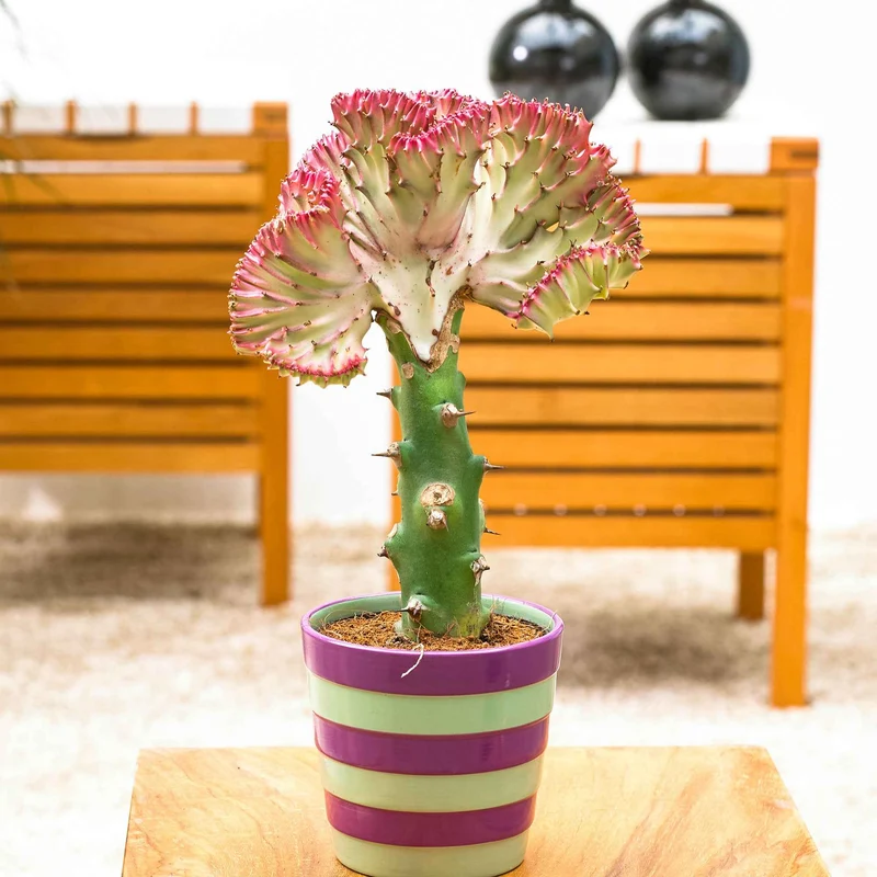 Euphorbe lactée