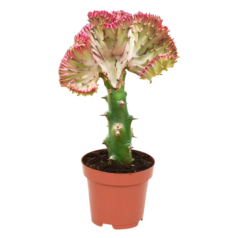 Euphorbe lactée