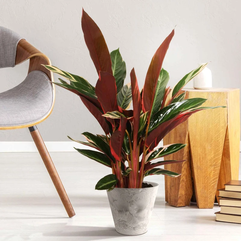 Calathea 'Triostar'