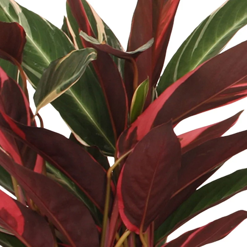Calathea 'Triostar'