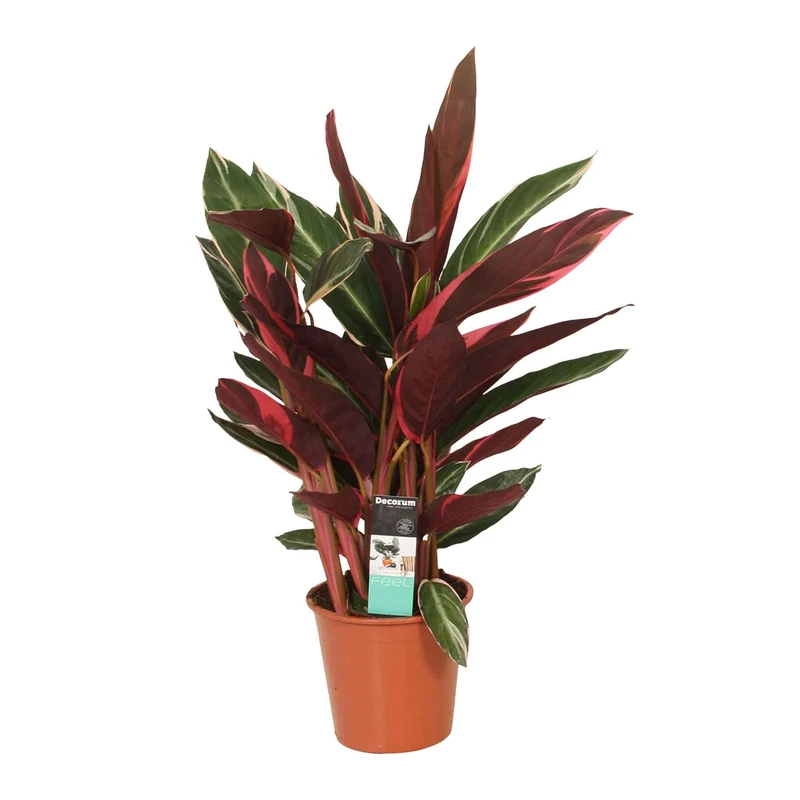 Calathea 'Triostar'