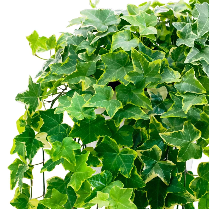 Lierre commun Goldchild - Plante suspendue