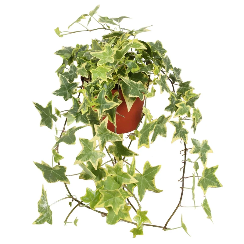 Lierre commun Goldchild - Plante suspendue