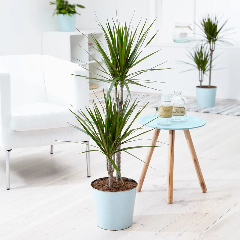 Dracaena marginata